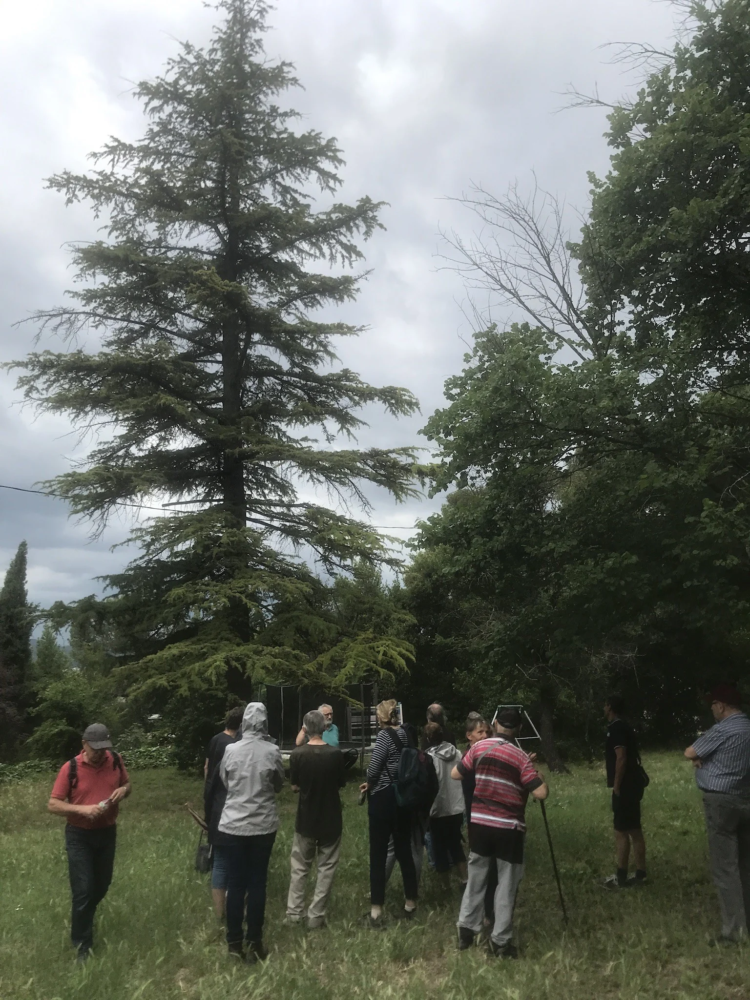 Cèdre remarquable de la Batejade