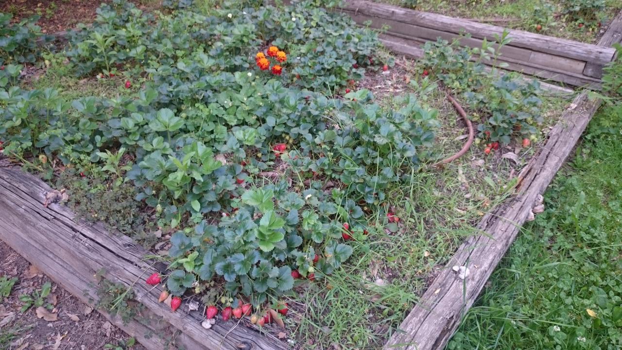 Le Potager, fraises agro-écologiques