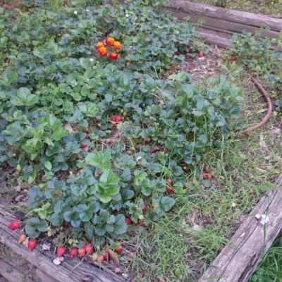 Le Potager, fraises agro-écologiques