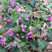 Violettes rose
