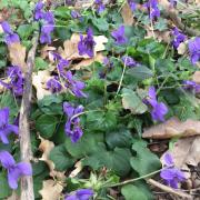 Violettes 