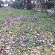 Coin des Violettes 