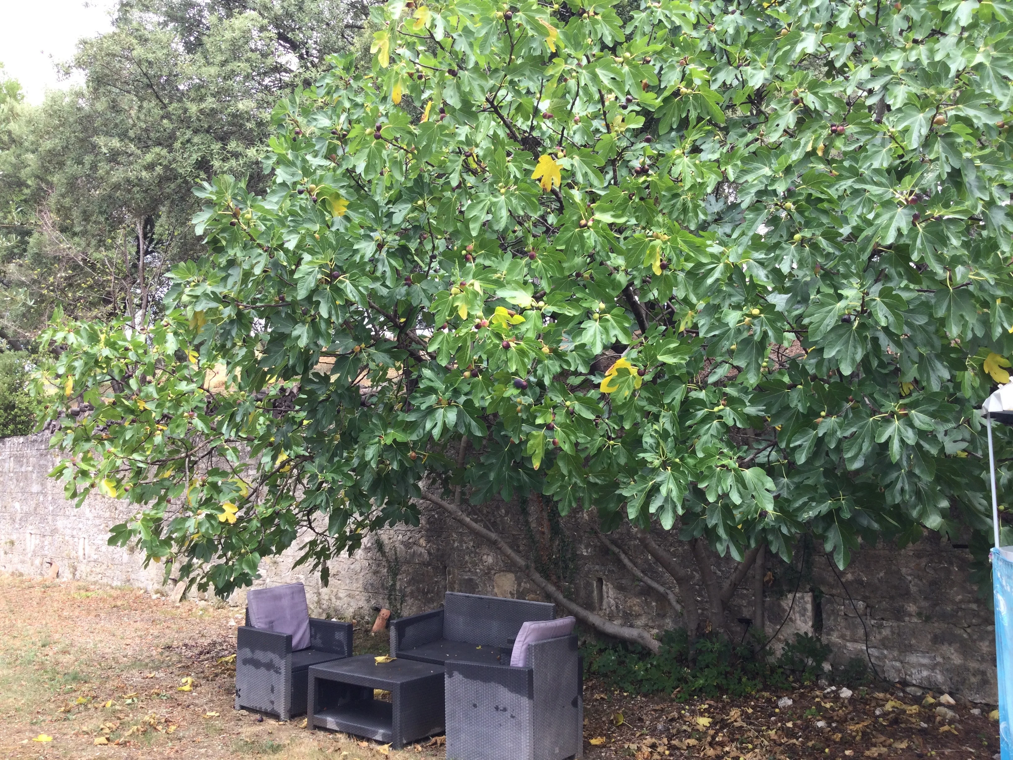 Figuier réserve d’eau de la Batejade