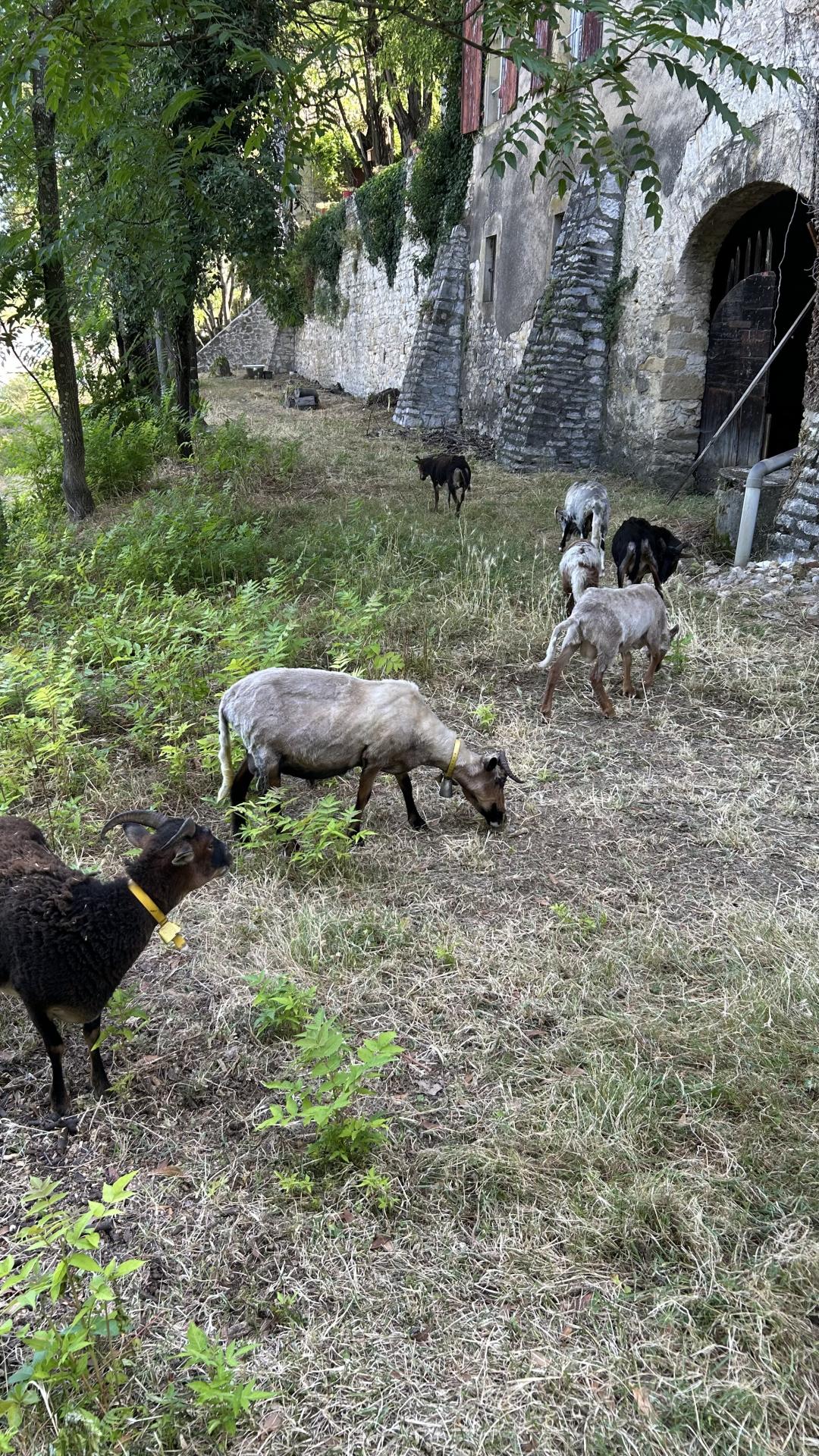 Moutons tondus
